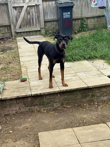 Rehoming beautiful girl
