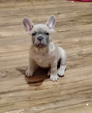Meet Blue, our handsome French Bulldog boy!