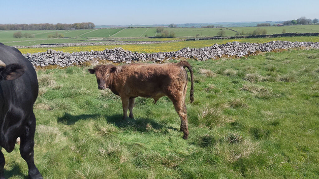 Private Sale of a Young Bull Calf AA x BB (approximately 7 Months)