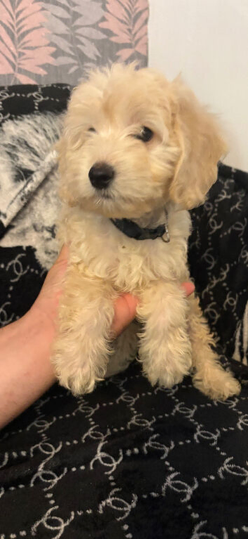 Cockapoo puppies ready to go !