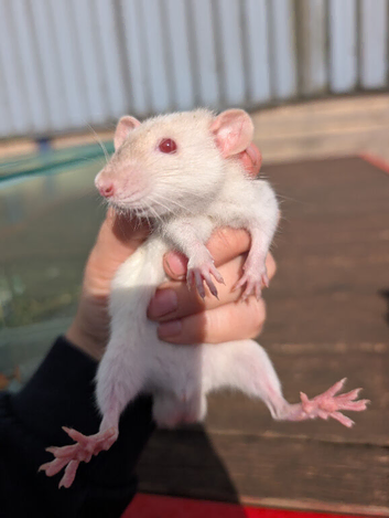 Tame rats & set up