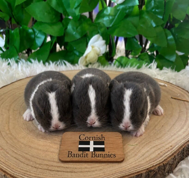 Pure bred miniature lop bunnies