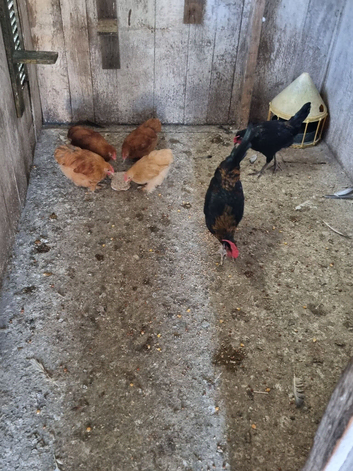 Chicken