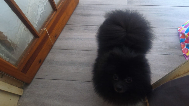 We are looking for a loving home for a wonderful one-year-old dog.