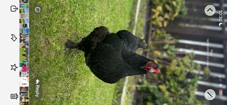 Bantam/Brahma