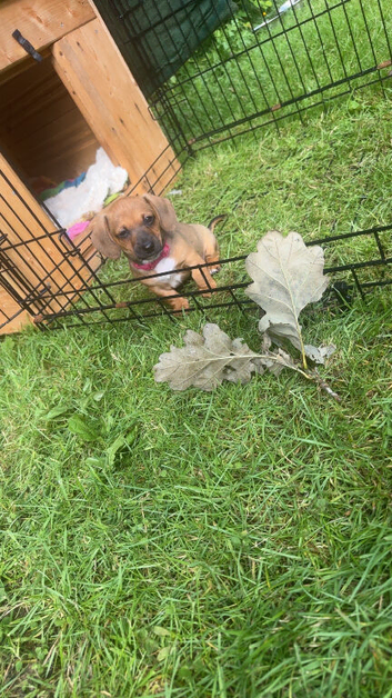 Miniature Dutch hound