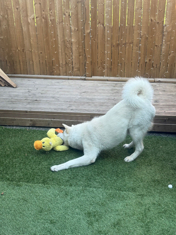 Japanese Akita