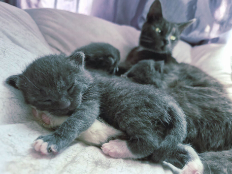 Russian Blue kittens
