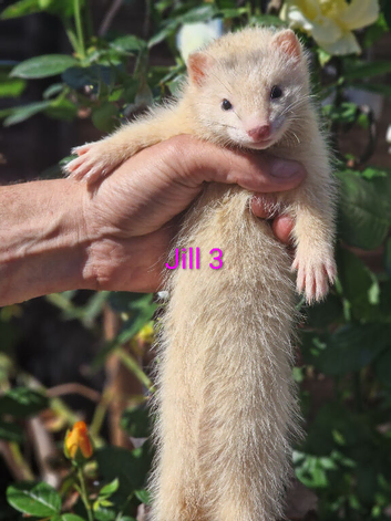 Gorgeous Ferret Kits Angora, semi and standard/long - Ready Now 2 Jills left