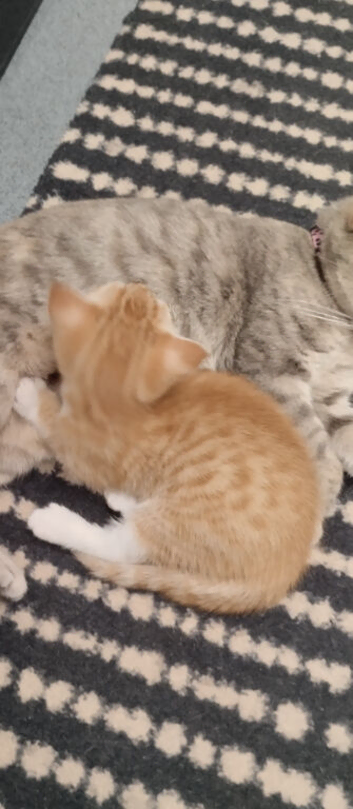 Beautiful shorthair ginger Bangal kitten for sale