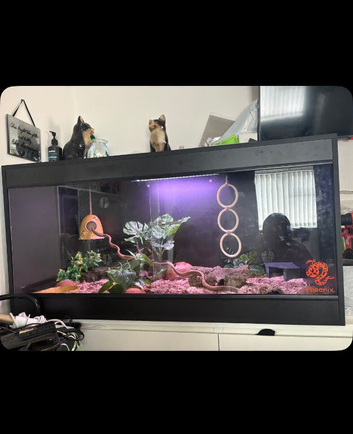 Corn snake with viv for sale
