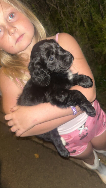 Cocker spaniel