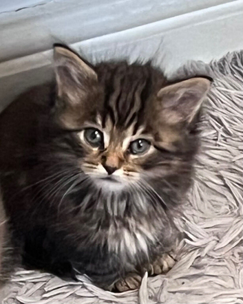 Gorgeous kitten tabby boy long fur