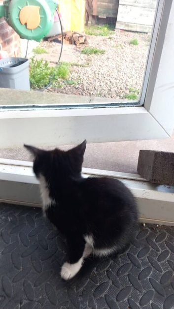 Kittens