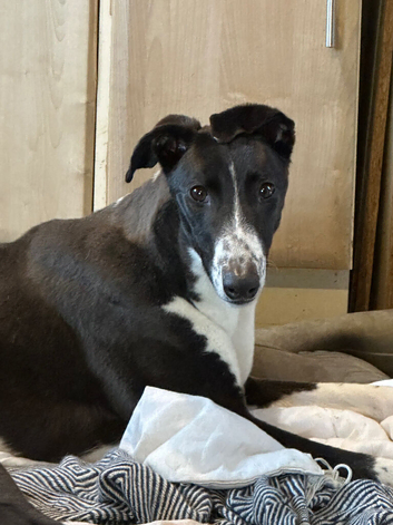 Greyhound bitch