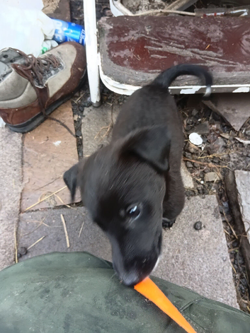 Saluki bull gray x lurcher