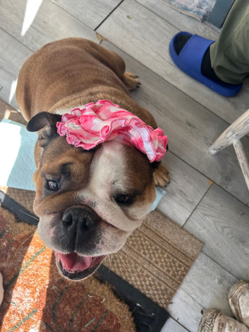 Margaret The English bulldog