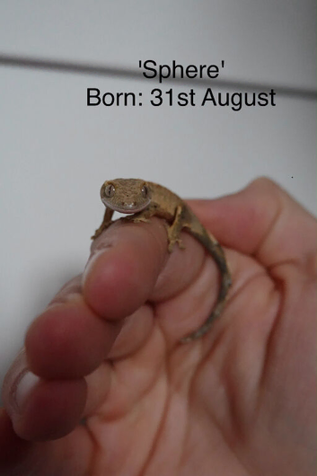 Baby created geckos for sale