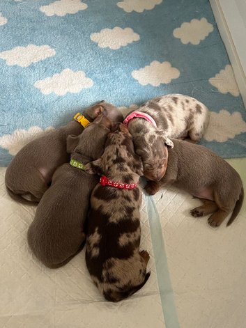 Miniature Dachshund Puppies