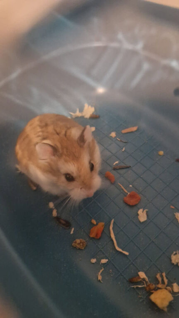 male russian dwarf hamster