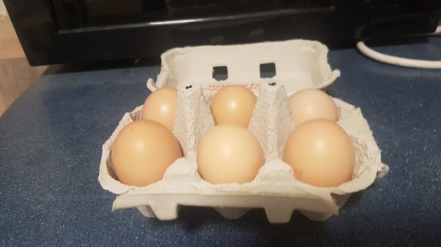 6 x Silkie Hatching eggs