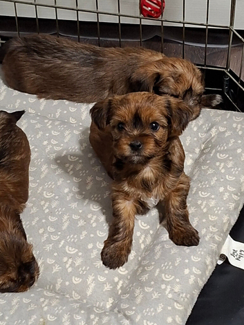 Biewer Terrier / Yorkie pups