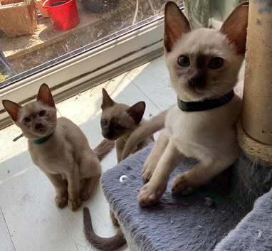 Adorable pedigree Tonkinese,