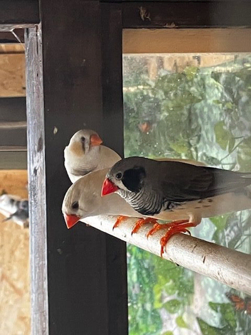 Young Zebra Finches