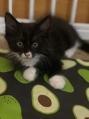 Half Maine coon kittens