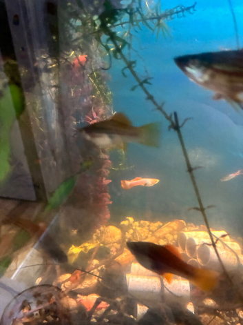 Baby mix guppies