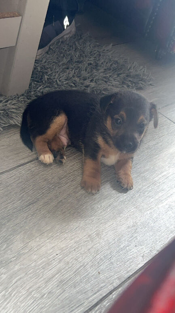 Male miniature Jack Russell puppie