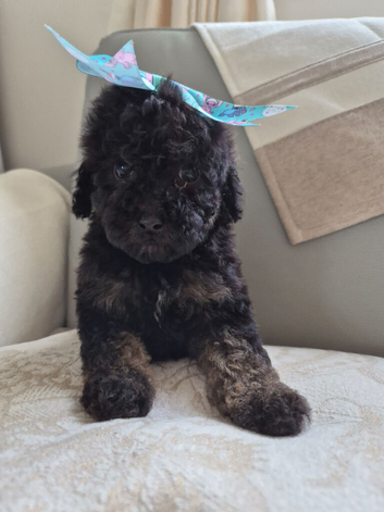 Shih poo puppies ready to leave