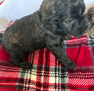 Merle labradoodles