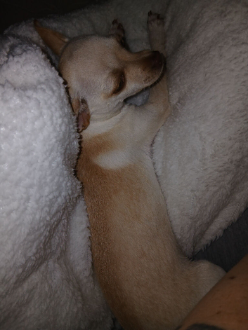Chihuhua female puppy for sale