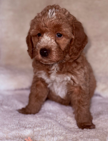 Australian labradoodles