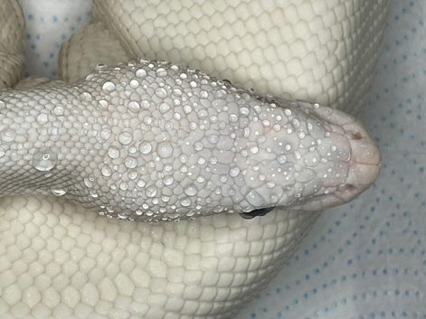 Reducing collection of ball pythons