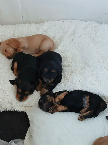Basset x daschund