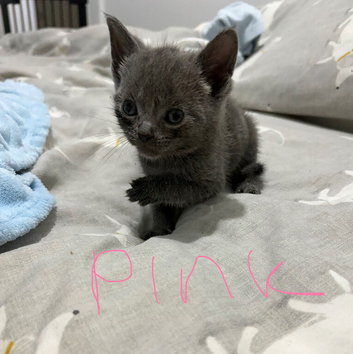 Grey kittens