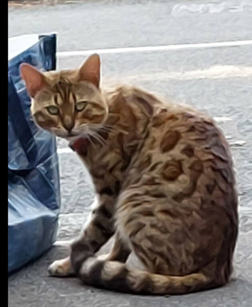 Leopard bendal cat MALE FOUND WADSHELF VILLGE AREA Been roaming there for over a month now but he's being looked after family & Sheffield cat shelter