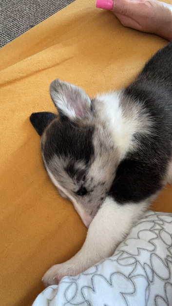 Collie X Malinios puppies