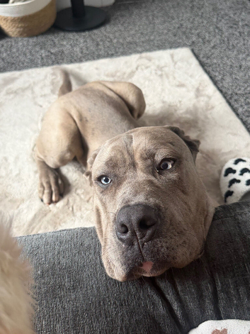 5 month old cane corso/mastiff boy for sale