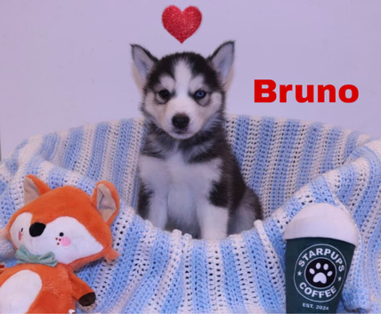 Pedigree Siberian husky puppies