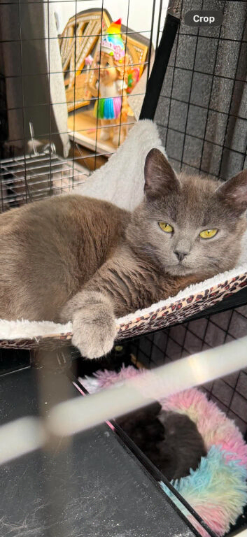 Persian x Siamese