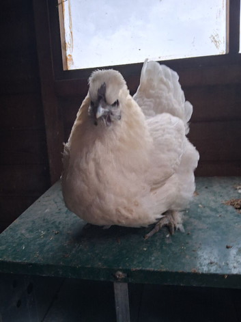 2 white crossbreed hens - Located SK23 7BT