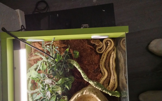 Male Royal/ball python snake