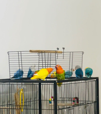 Lovebirds