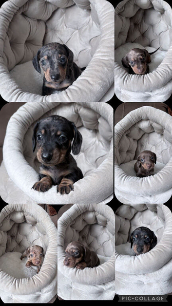 Miniature dachshunds