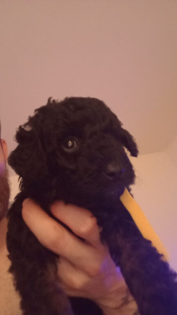 Beautiful Black puppie