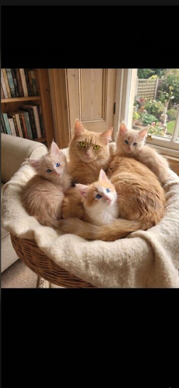 Maine coon Xx Ragdoll Kittens