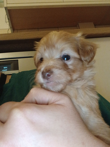 Jackapoo puppies - Beautiful colours